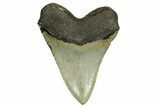 Serrated, Fossil Megalodon Tooth - North Carolina #378011-2